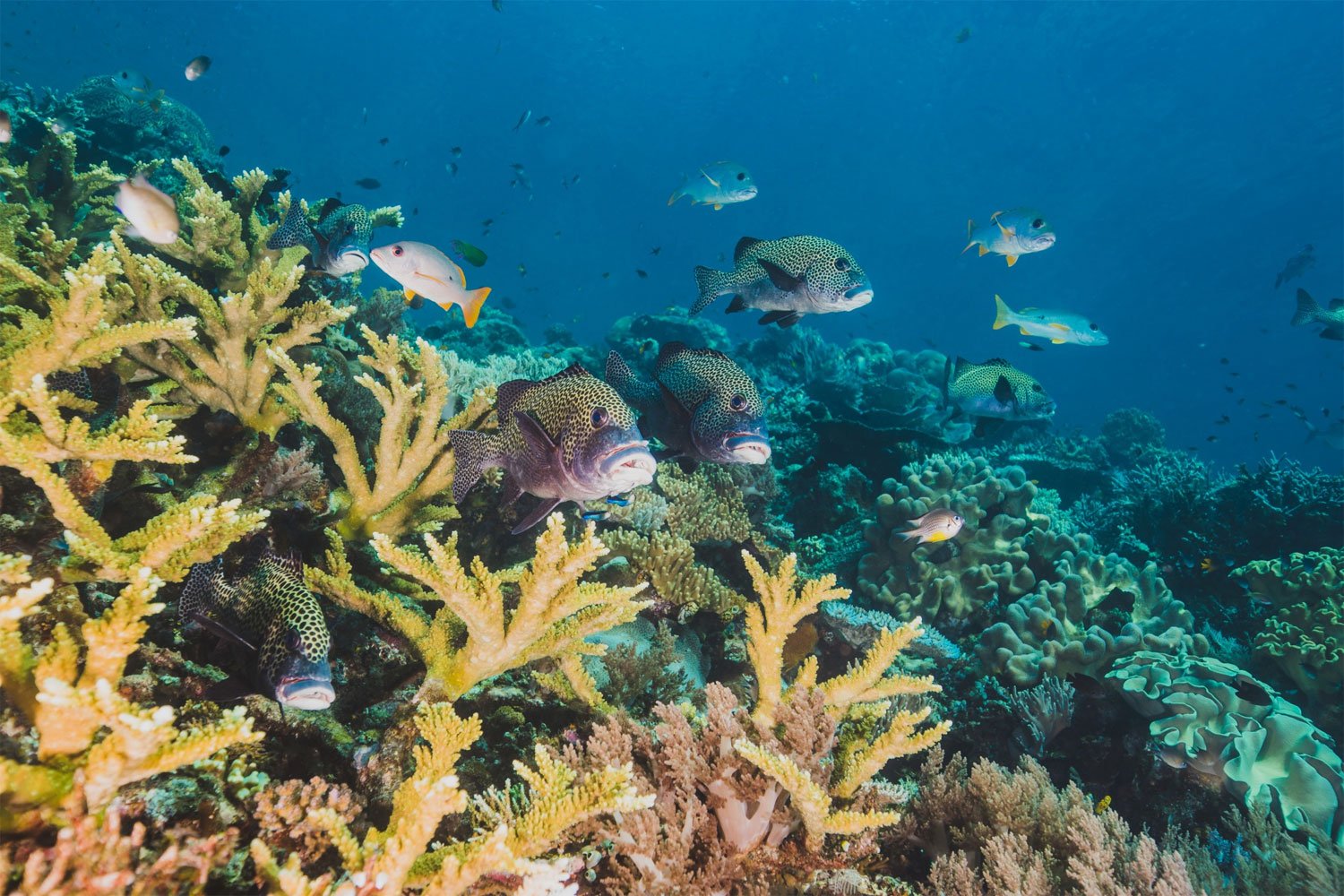 Coral bleaching may cause Australia $750 million loss