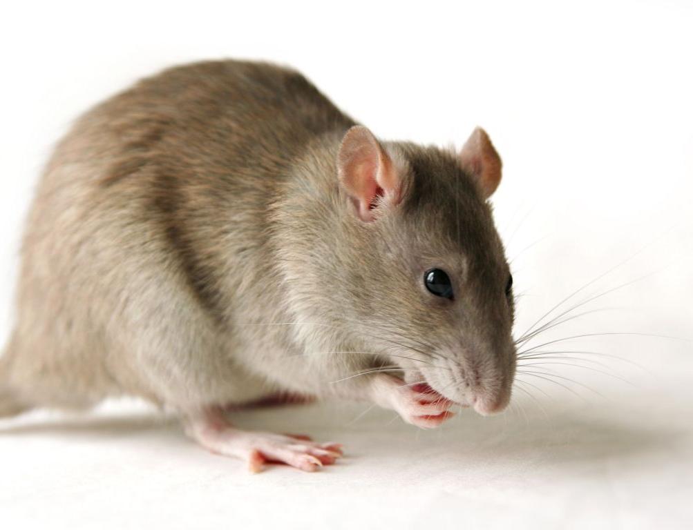 US scientists reverse signs of ageing in mice