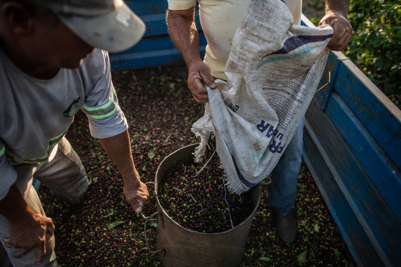 Crypto Coffee Coin Is Coming to Brazil's Countryside Farmers